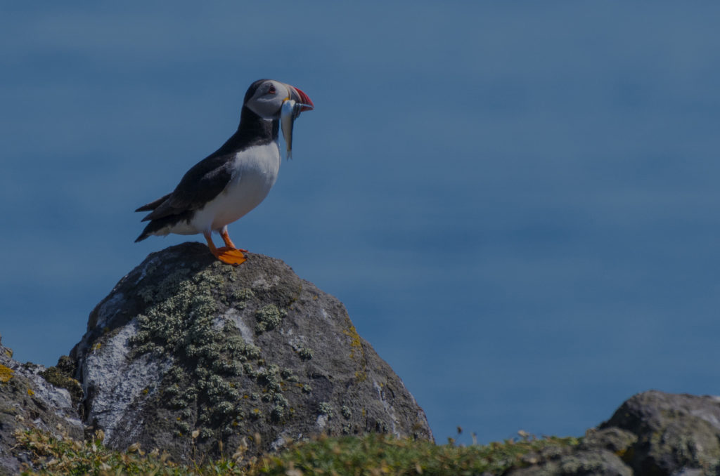 Puffin, Isle of May