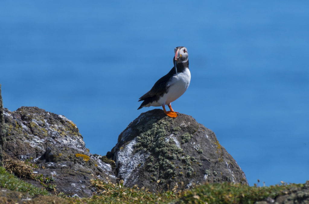 Puffin, Isle of May