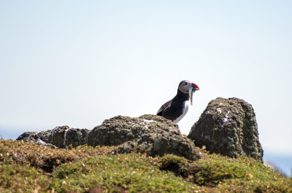 Puffin, Isle of May