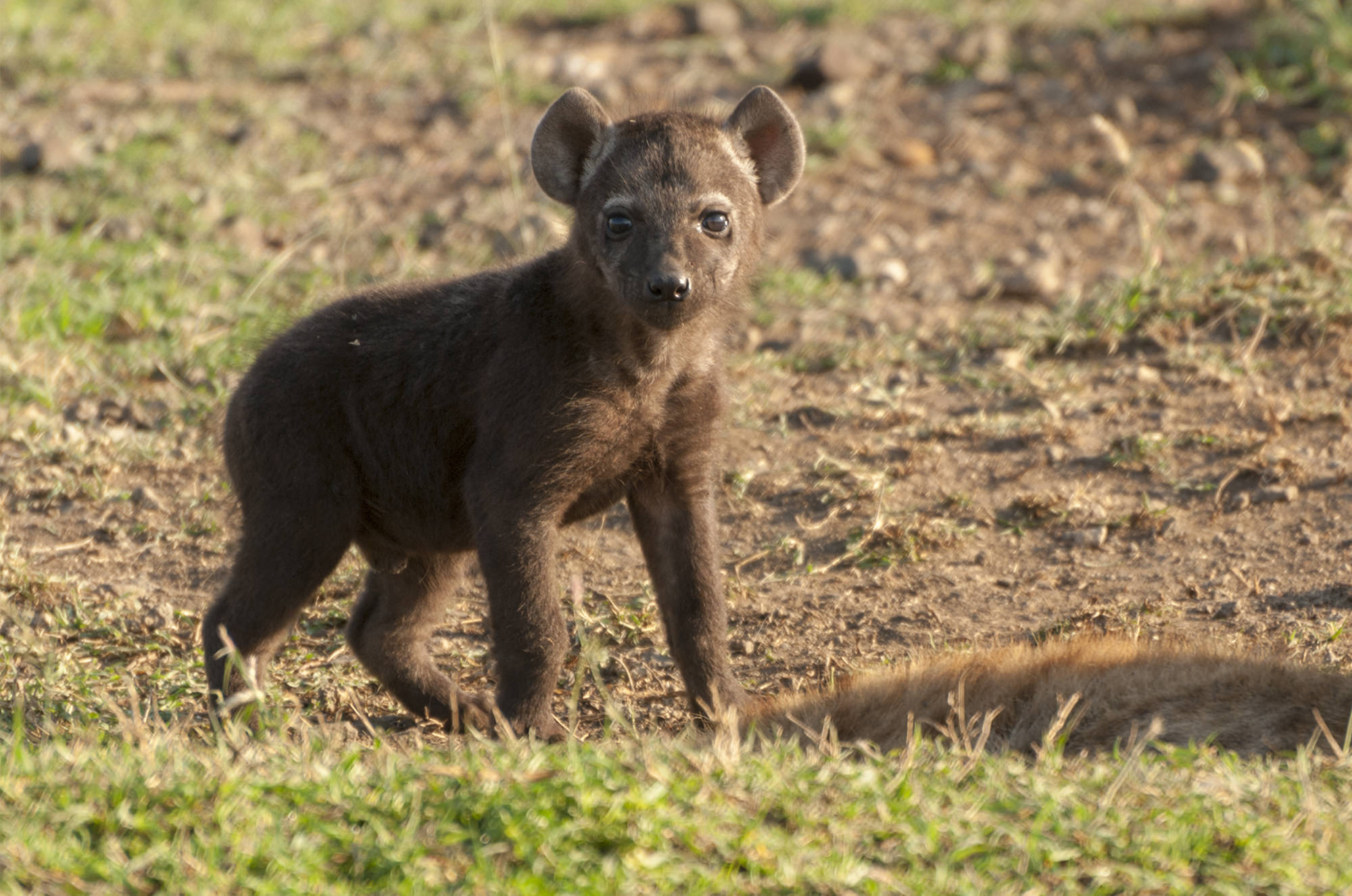 Hyenas - Masai Mara - Opposite View Wildlife Photography