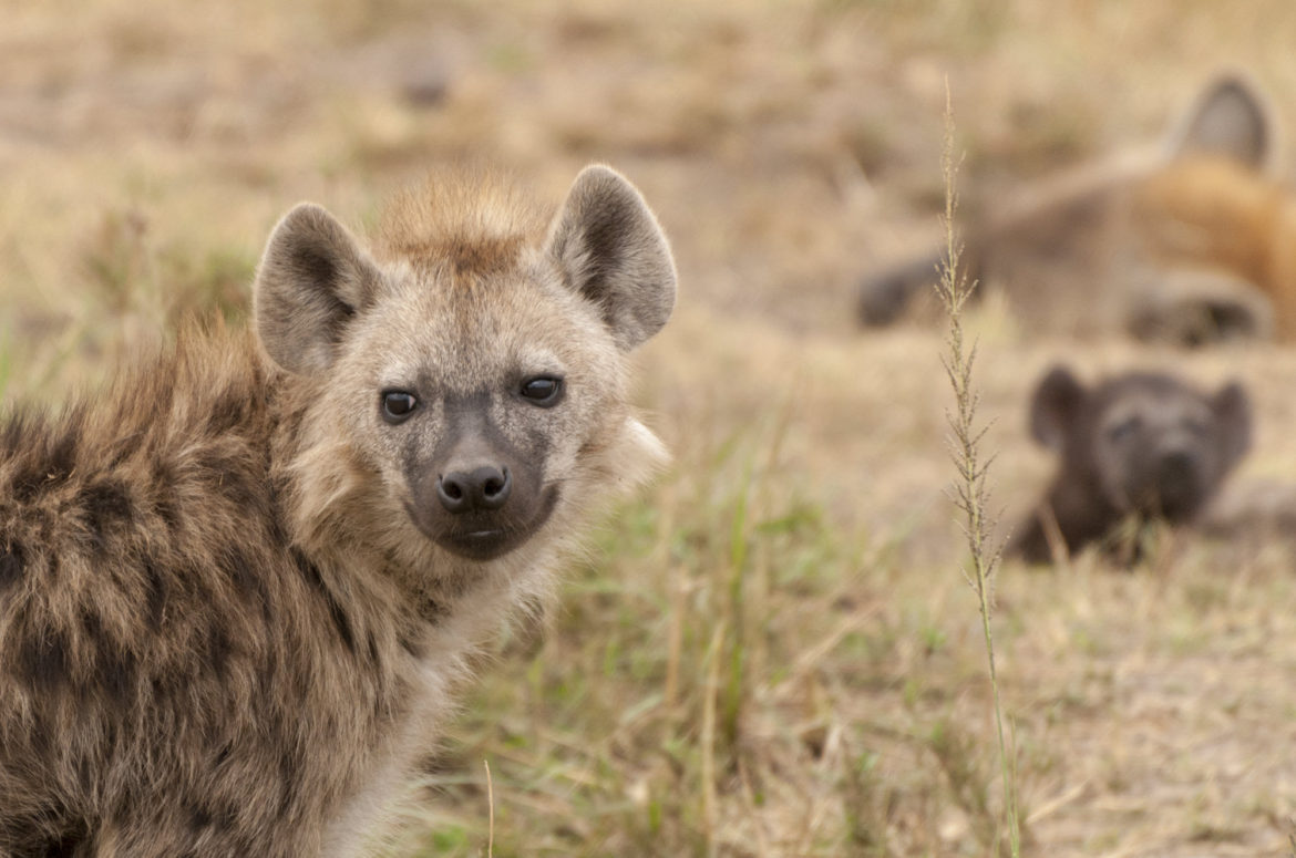 Hyenas - Masai Mara - Opposite View Wildlife Photography