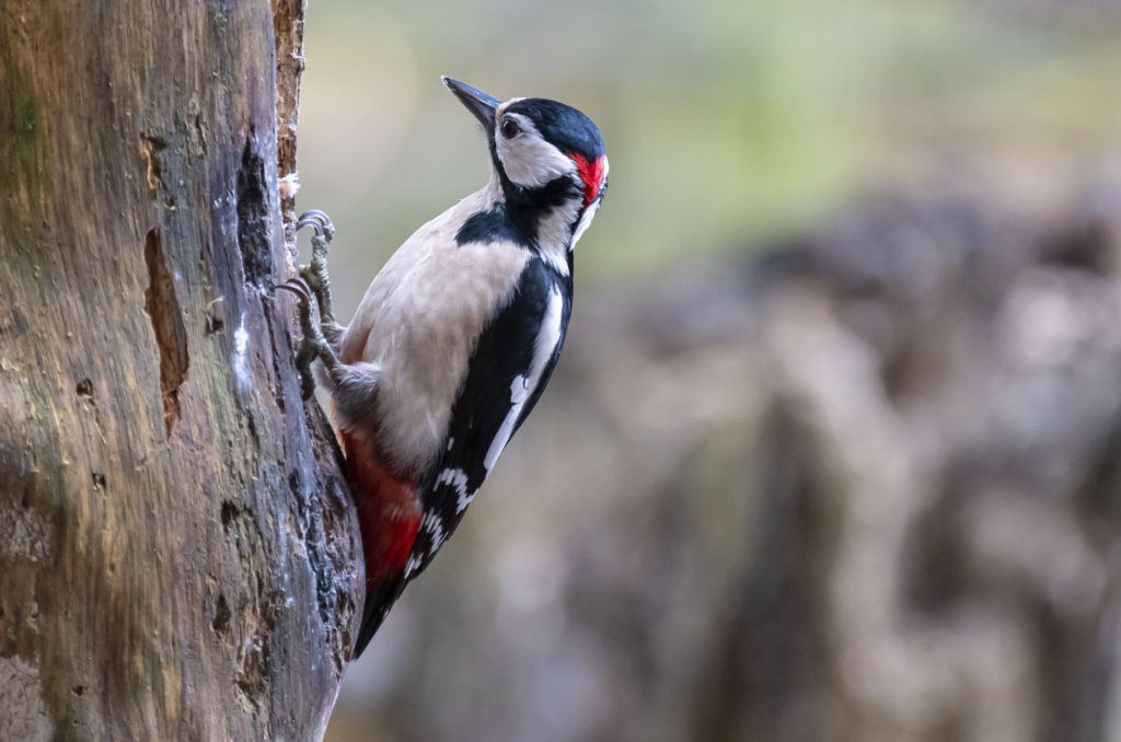 Great spotted woodpecker perched on tree trunk