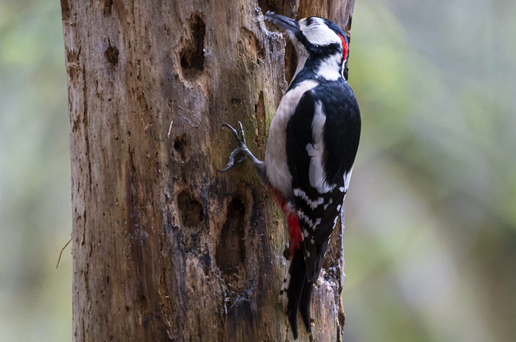 Great spotted woodpecker pecking at tree trunk