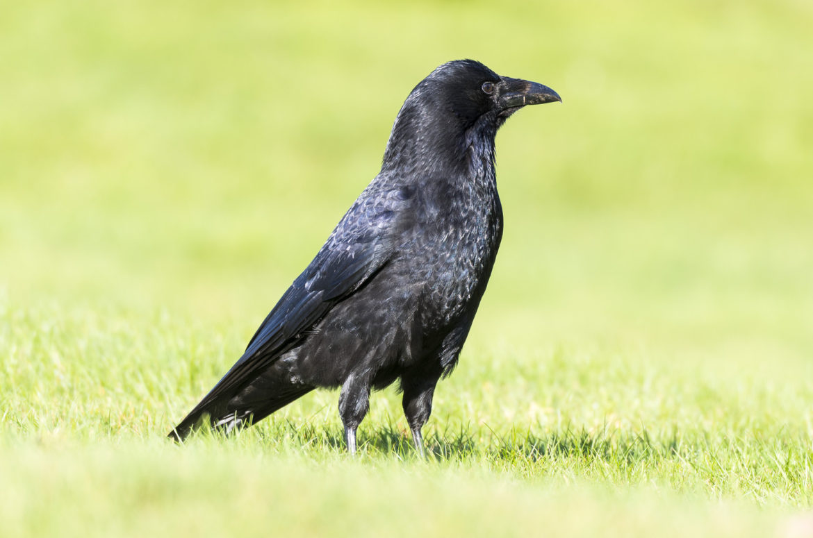 Crows in a crowd - Opposite View Wildlife Photography