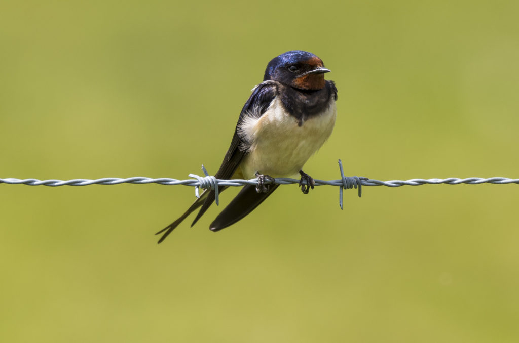 Photo of barn swallow perched on barbed wire fence