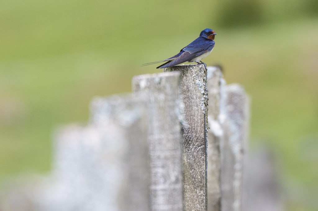 Photo of barn swallow perched on fence post