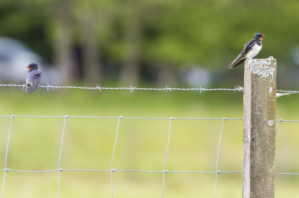 Photos of swallows perched on fence