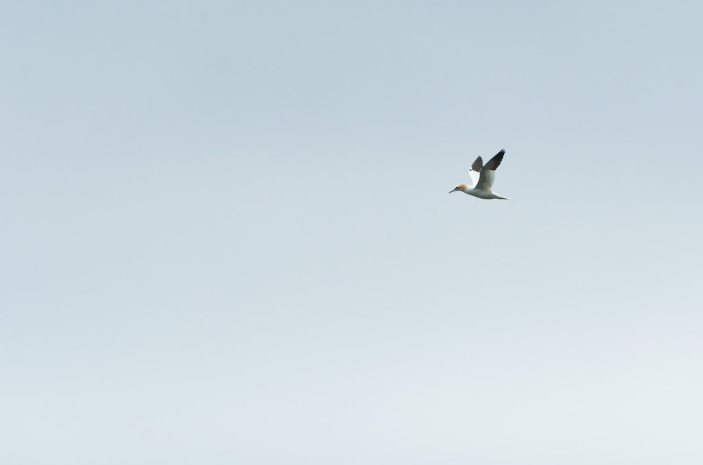 Photo of a Northern gannet in flight