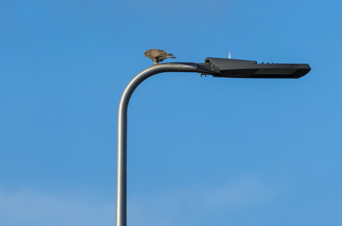 On the verge - photographing motorway wildlife - Opposite View Wildlife ...