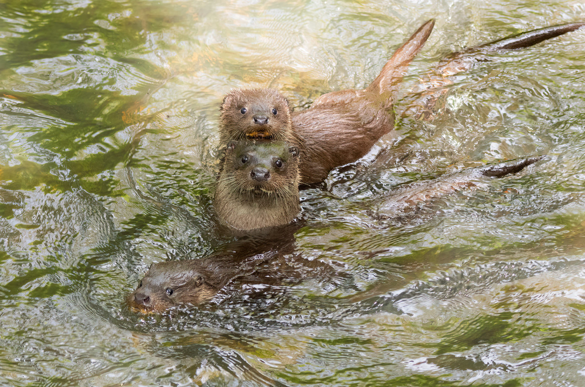 Urban otters - Opposite View Wildlife Photography