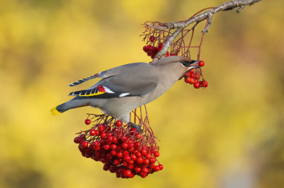 Photo of a bohemian waxwing with a rowan berry in its beak