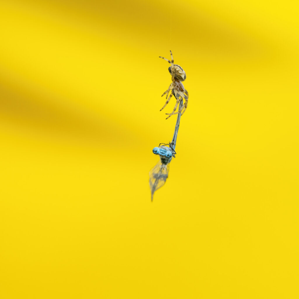 Photo of a bankside orb weaver spider hanging by a thread and holding onto a dead damselfly