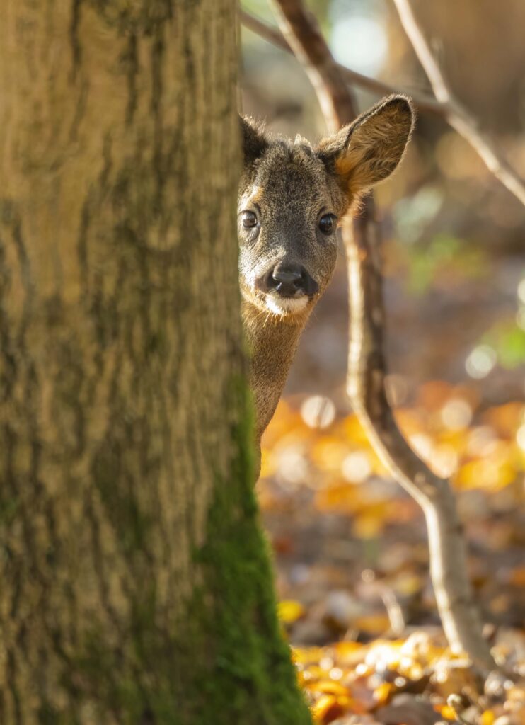 Photo of a young roe deer buck peeking out from behind a tree