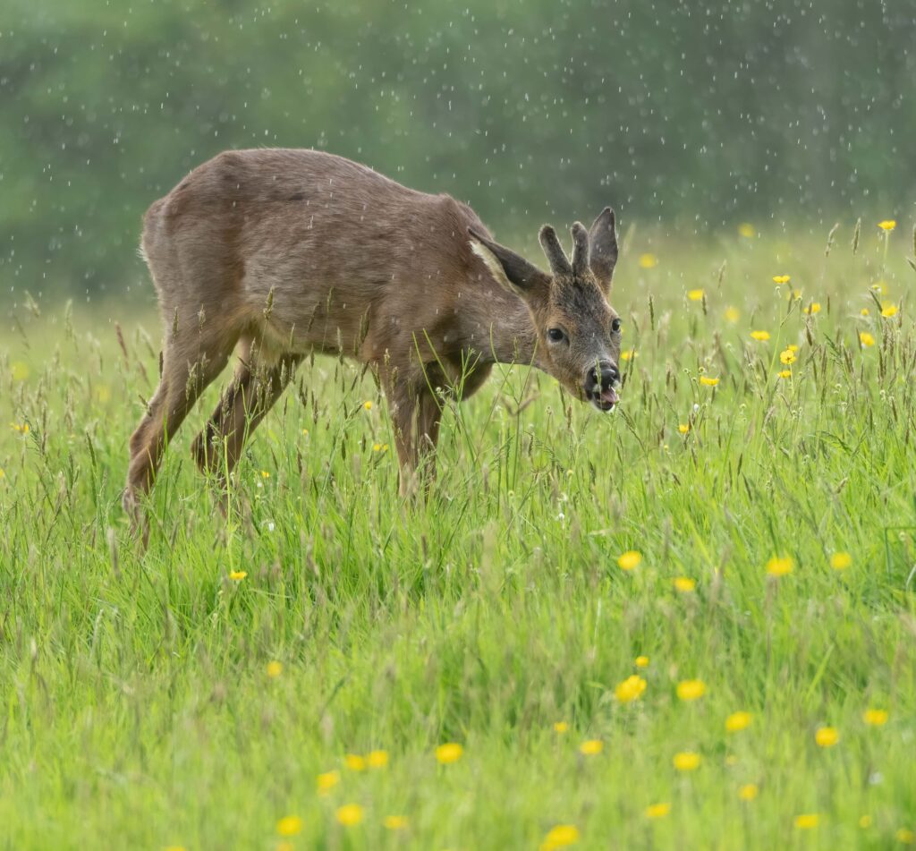 Roe deer buck browsing in long grass in the rain