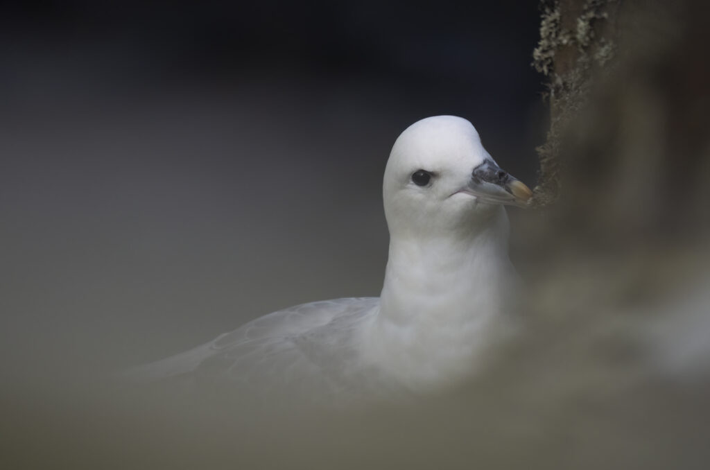 Photo of a fulmar perched on a cliff edge