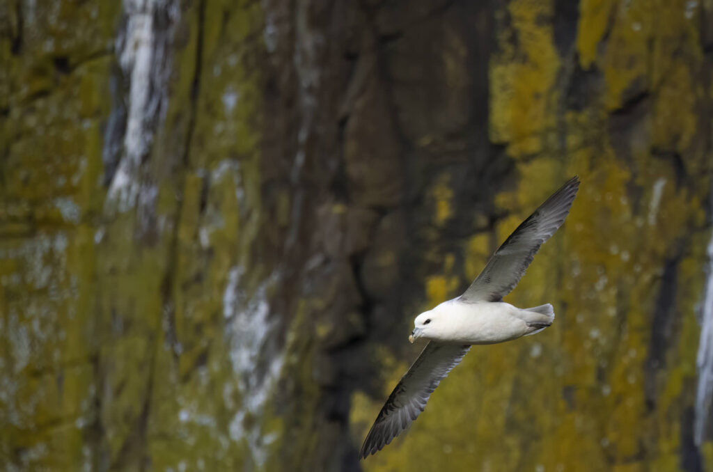 Photo of a fulmar flying in front of a cliff face