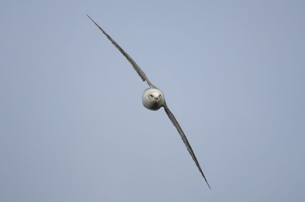 Photo of a fulmar in flight against a blue sky background