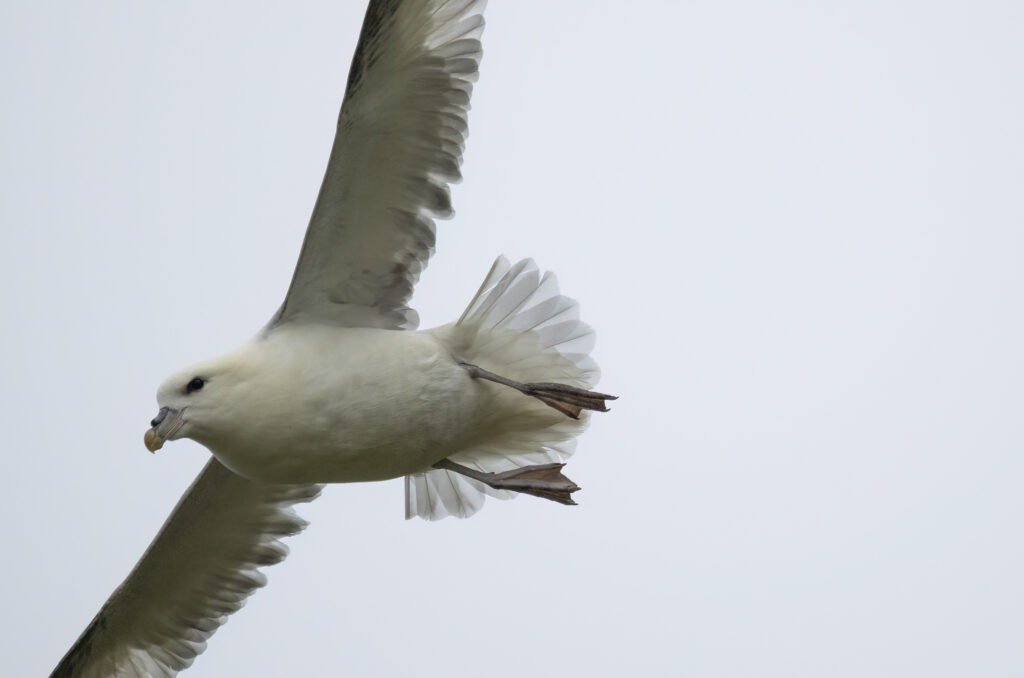 Close-cropped photo of a fulmar in flight