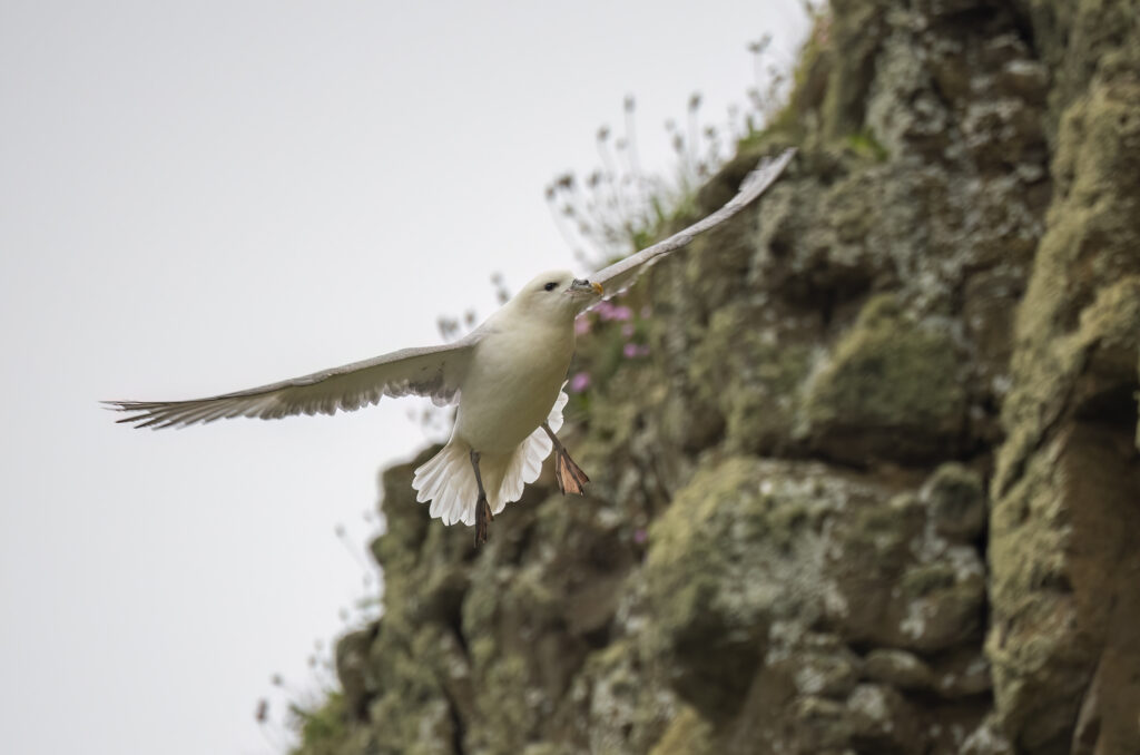 Photo of a fulmar in flight with wings outstretched and legs hanging down