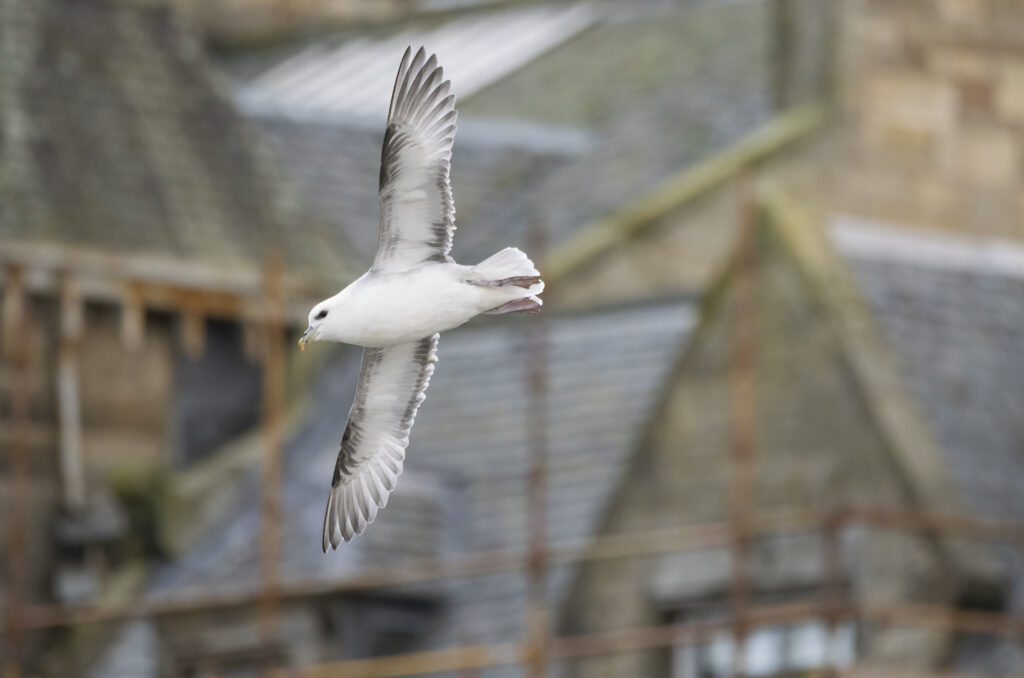 Photo of a fulmar in flight in front of buildings