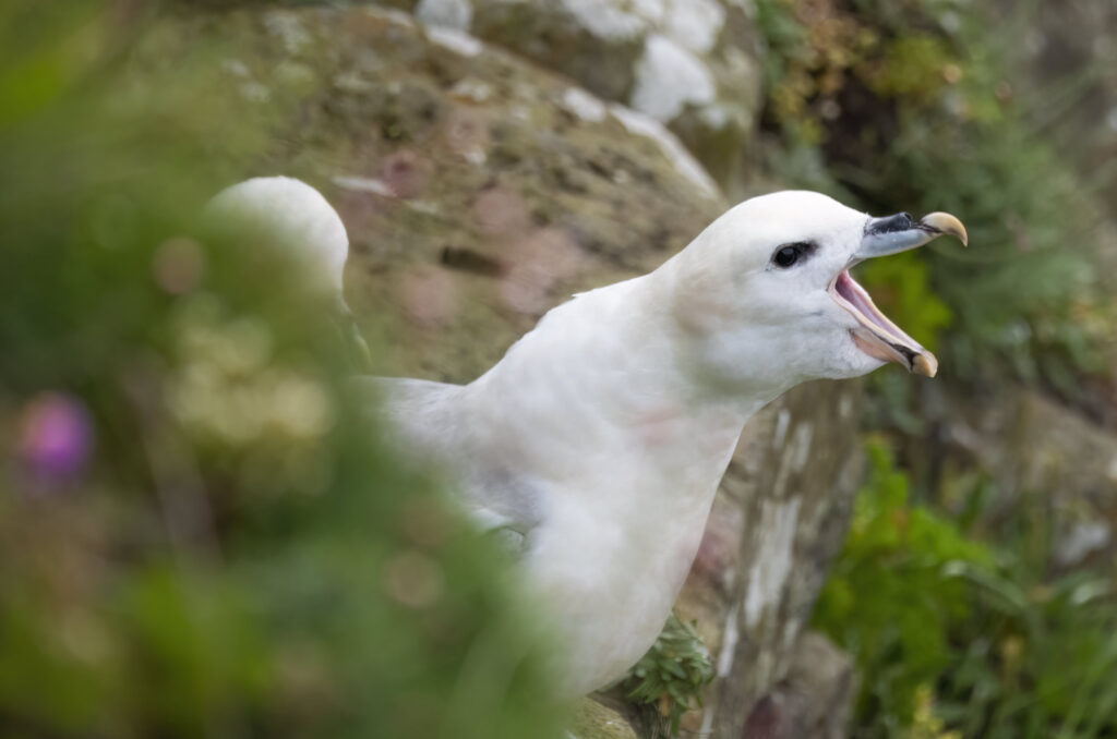 Photo of a fulmar perched on a cliff edge with its beak wide open with another bird in the background