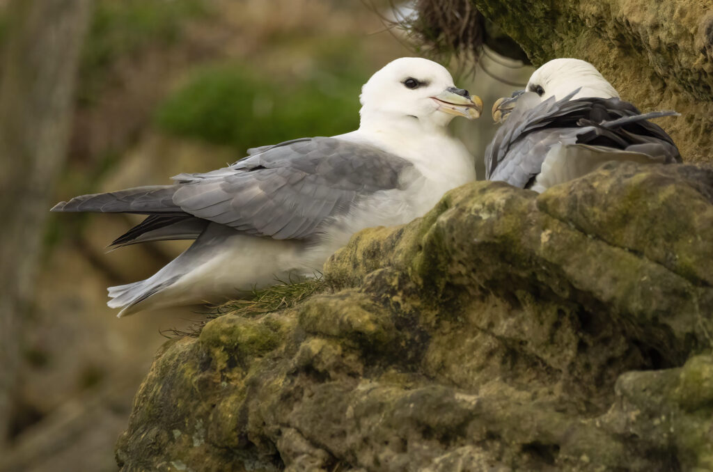 Photo of a pair of fulmars perched next to each other