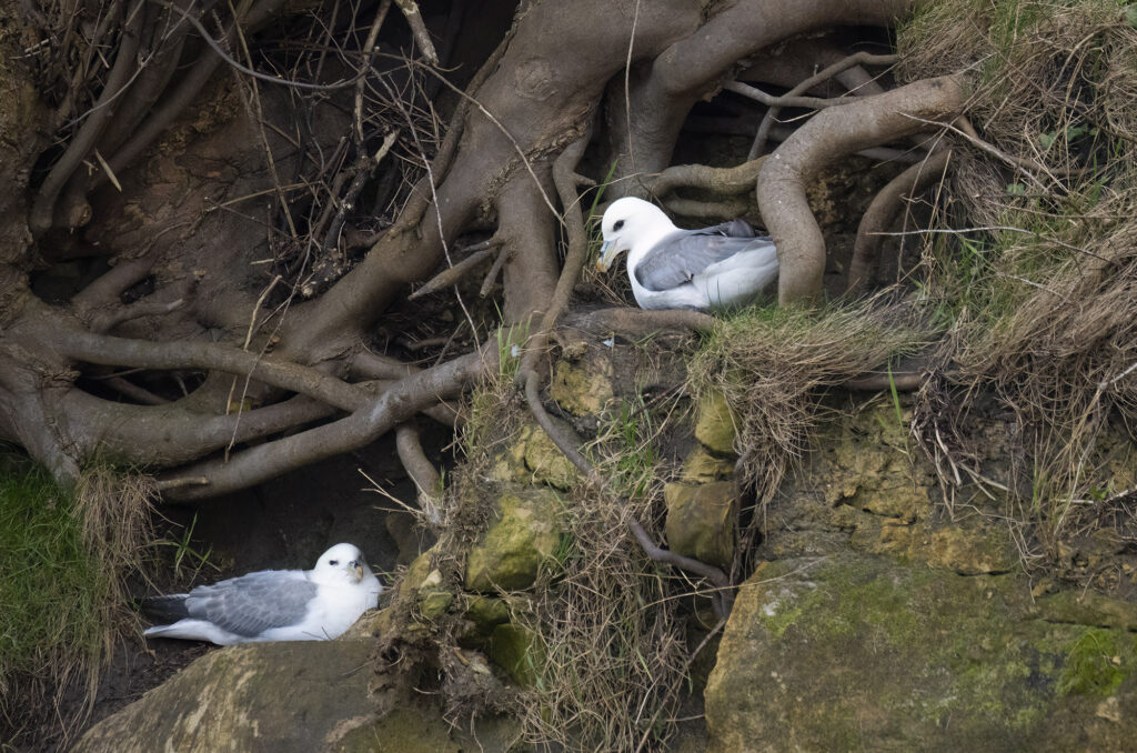 Photo of two fulmars on nest spots on rocks under the roots of a tree