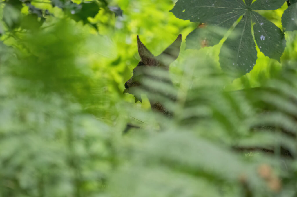 Photo of a roe deer kid eating a leaf, partially hidden by bracken