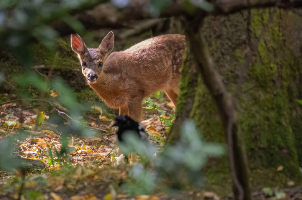 Photo of a roe deer kid standing in woodland watching a magpie