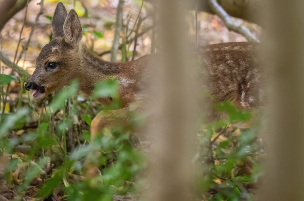 Photo of a roe deer kid walking through woodland