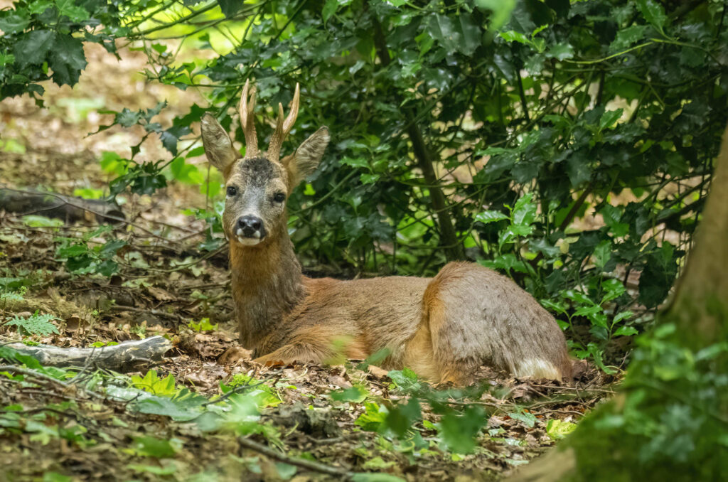 Photo of a roe deer buck sat on the ground in woodland