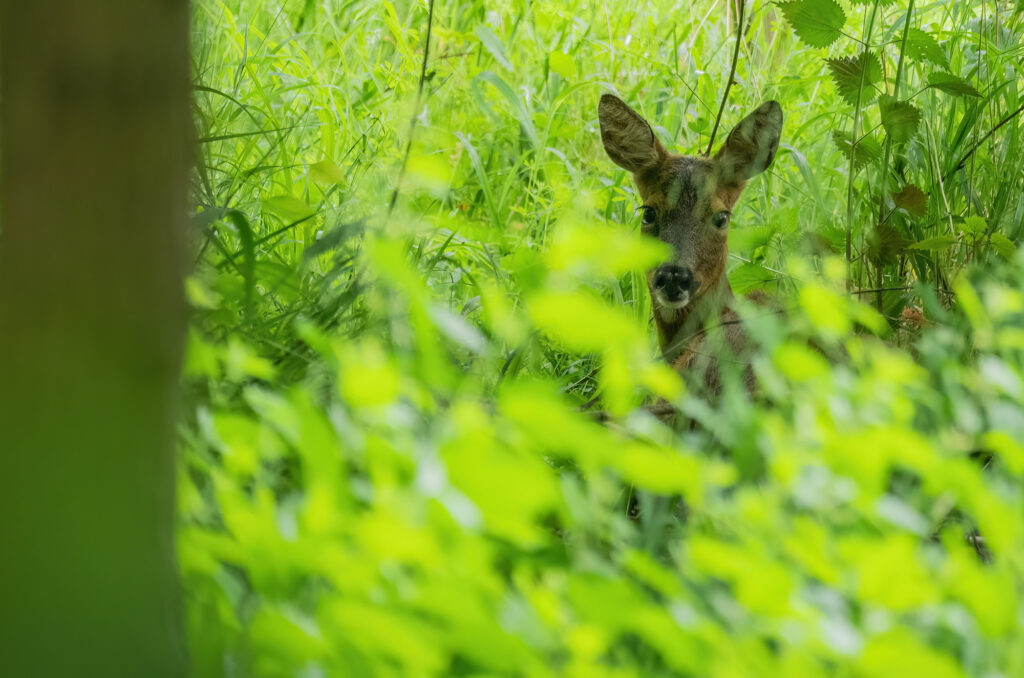 Photo of a roe doe sat down in woodland