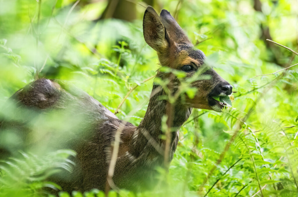 Photo of a roe doe browsing on leaves