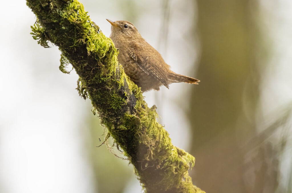 Photo of a wren perched on a moss-covered branch