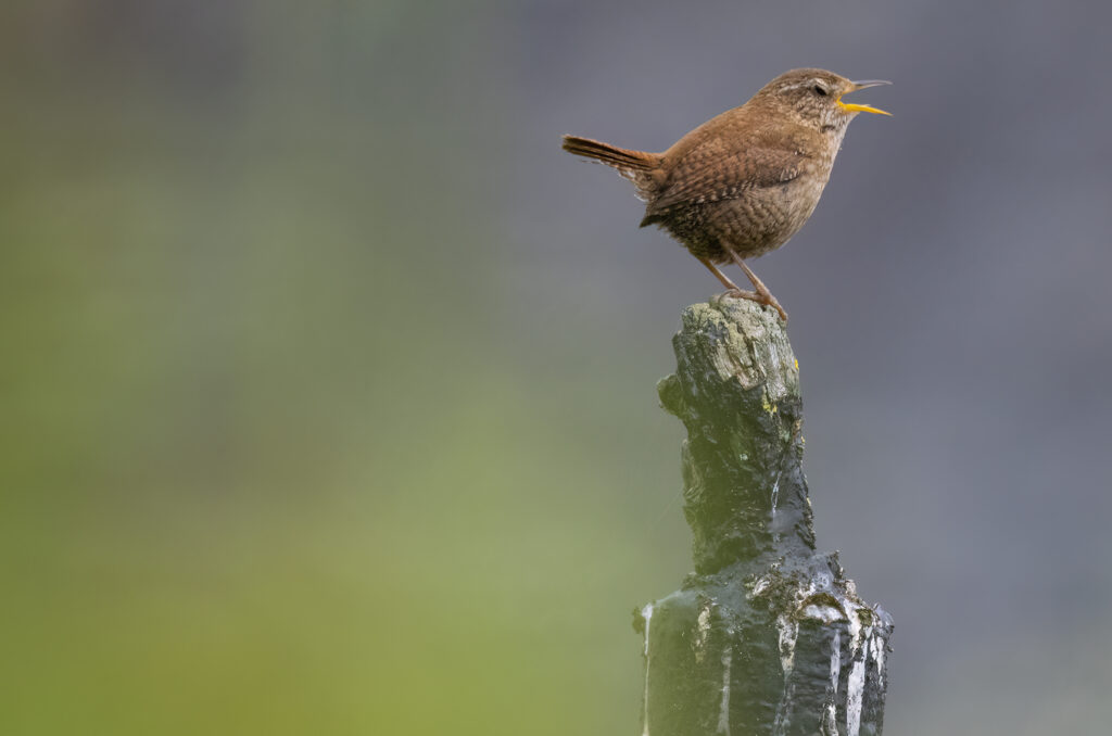 Photo of a wren perched on a post with its beak open and eyes shut