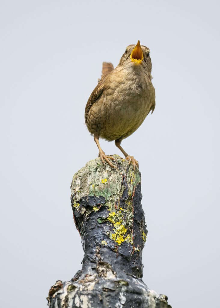 Photo of a wren perched on a post with its beak wide open and tail cocked