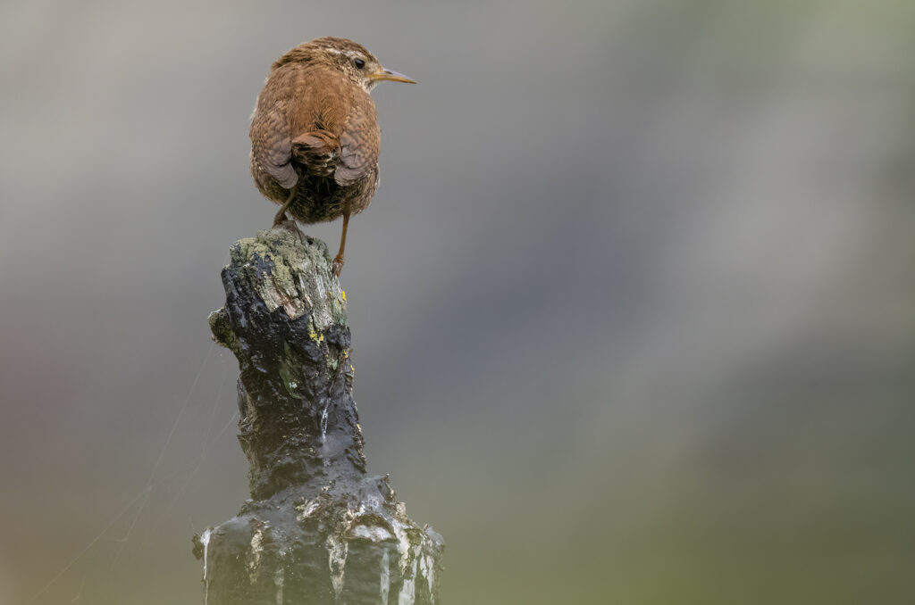 Photo of a wren perched on a post