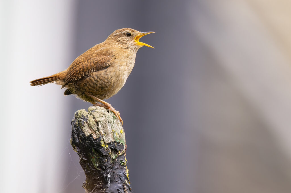 Photo of a wren perched on a post with its beak open