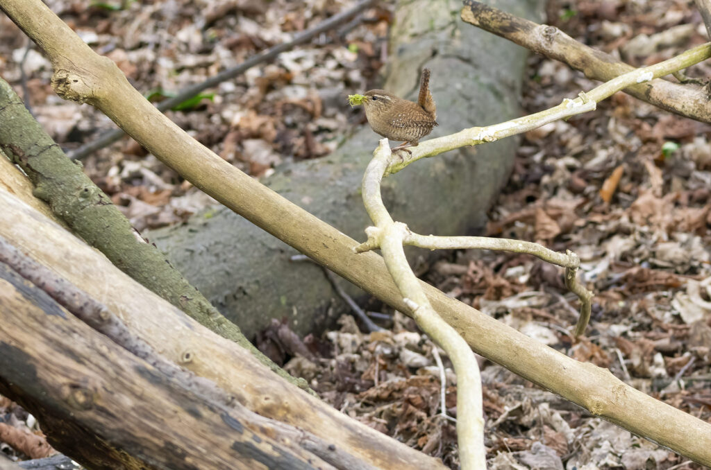 Photo of a wren carrying moss in its beak while perched on a low branch