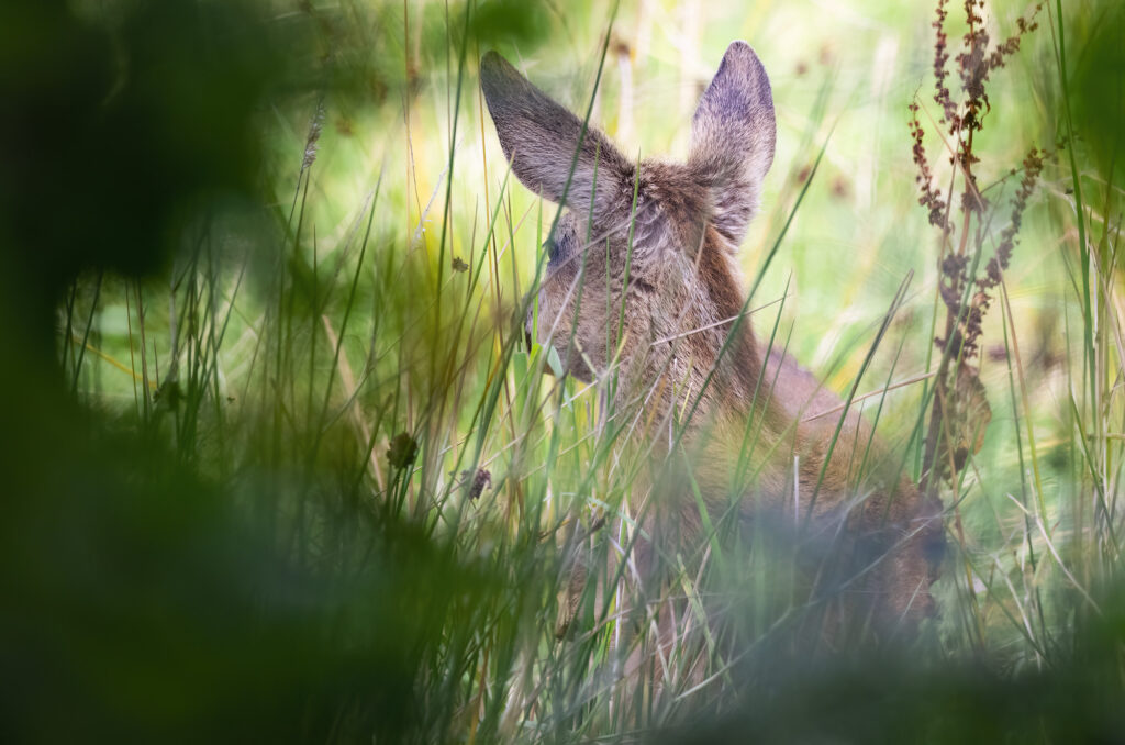 Photo of a roe deer kid looking away