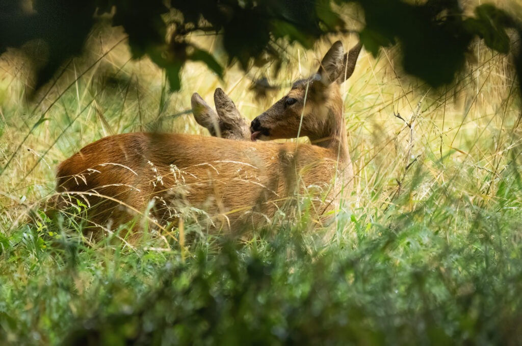 Photo of a roe doe licking the head of her kid