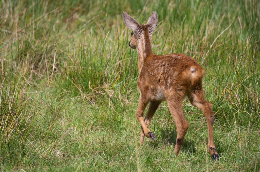 Photo of a roe deer kid trotting across a field