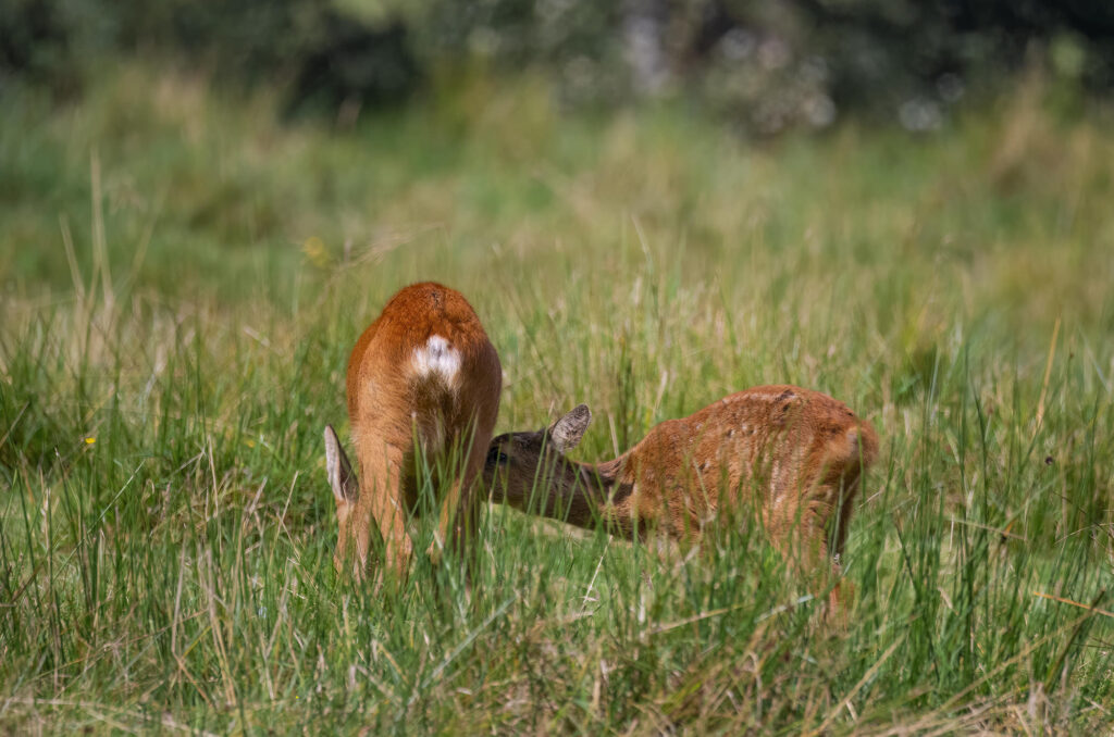 Photo of a roe deer kid feeding from its mother