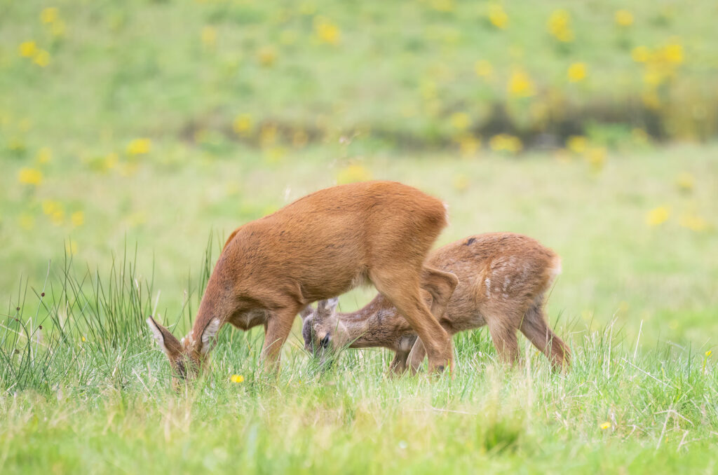 Photo of a roe doe and her kid grazing next to each other