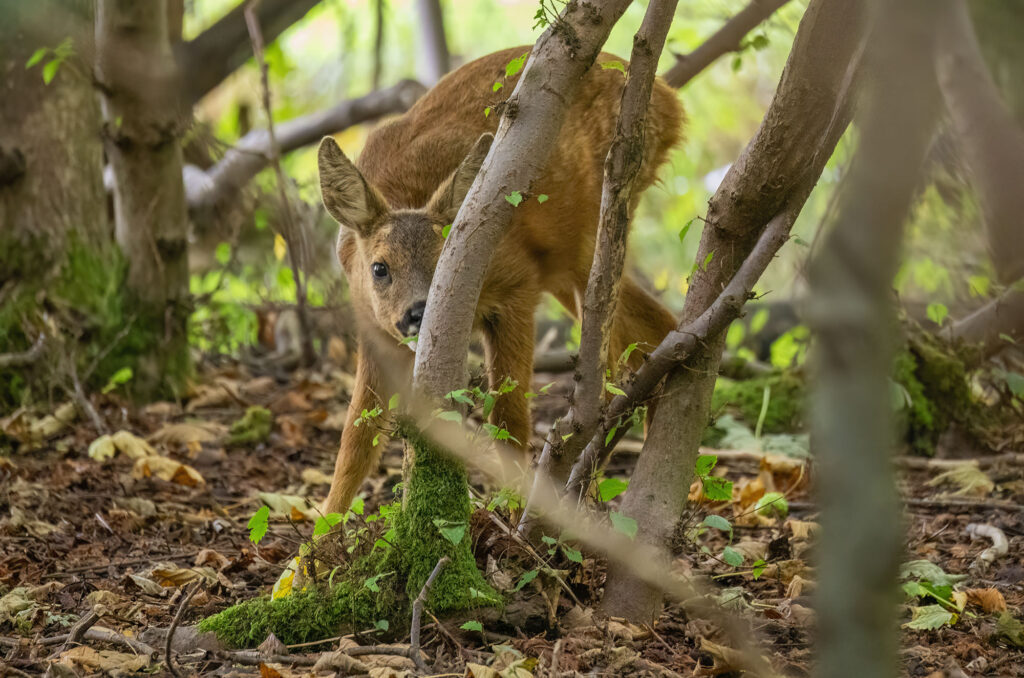 Photo of a roe deer kid browsing in woodland