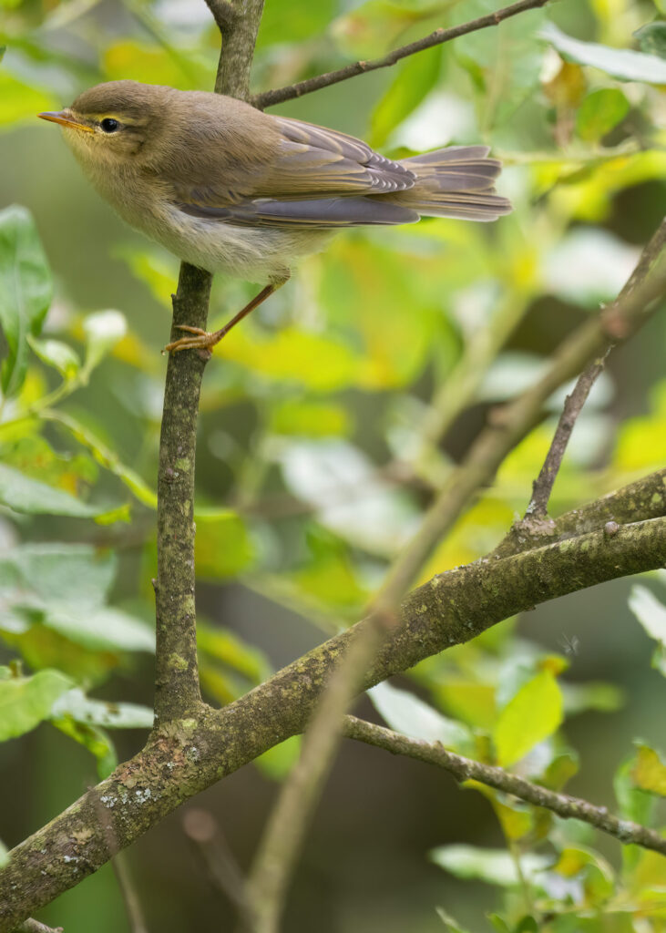 Photo of a juvenile willow warbler perched on a branch