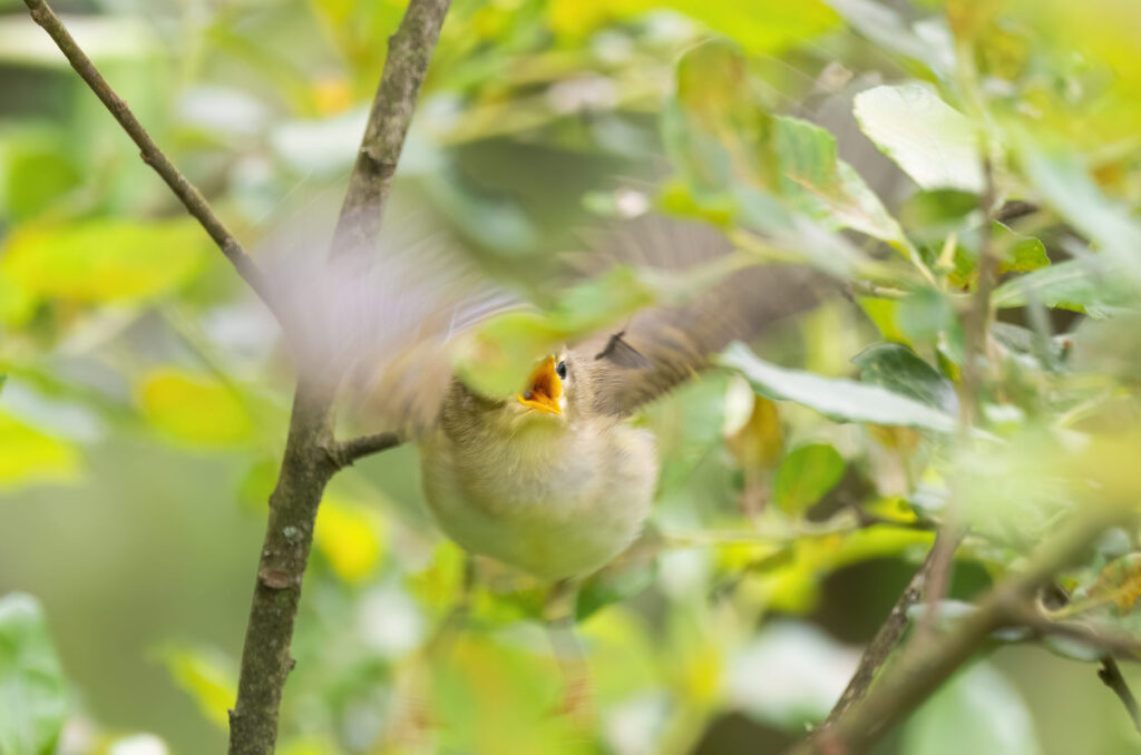 Photo of a juvenile willow warbler in flight