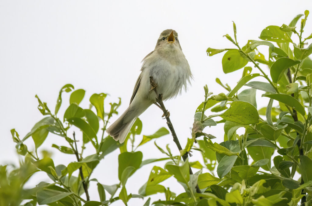 Photo of a willow warbler perched on a branch with its beak open