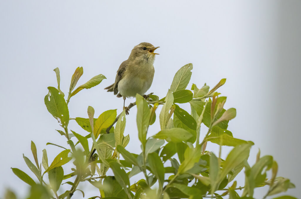 Photo of a willow warbler perched on a branch with its beak open