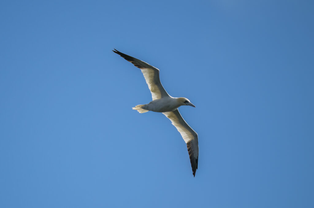 Photo of a gannet in flight in front of blue sky